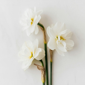 Практика терапии нарциссизма. Семинар